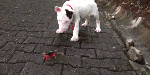 tumblr_nl5jlq7qdy1s080geo1_500.gif