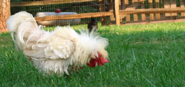 frizzle-rooster-scratching.jpg