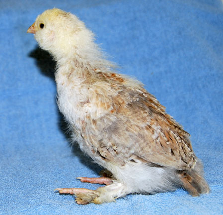 gladys40208B.jpg