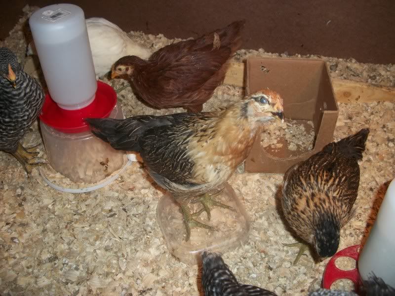 chick006.jpg