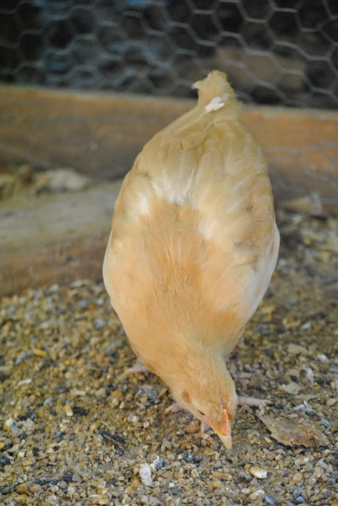 morechickens005.jpg