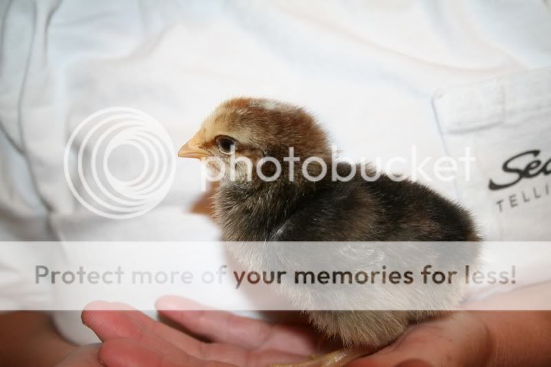 mystchick10.jpg