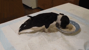 puppyfood.gif