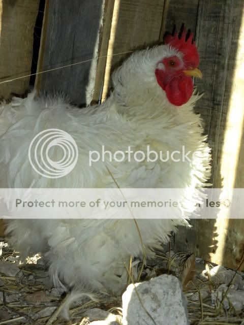 lovinchickin026.jpg