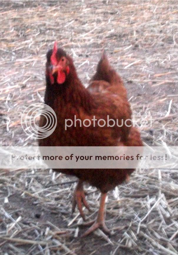 chickenpics031-2-1.jpg