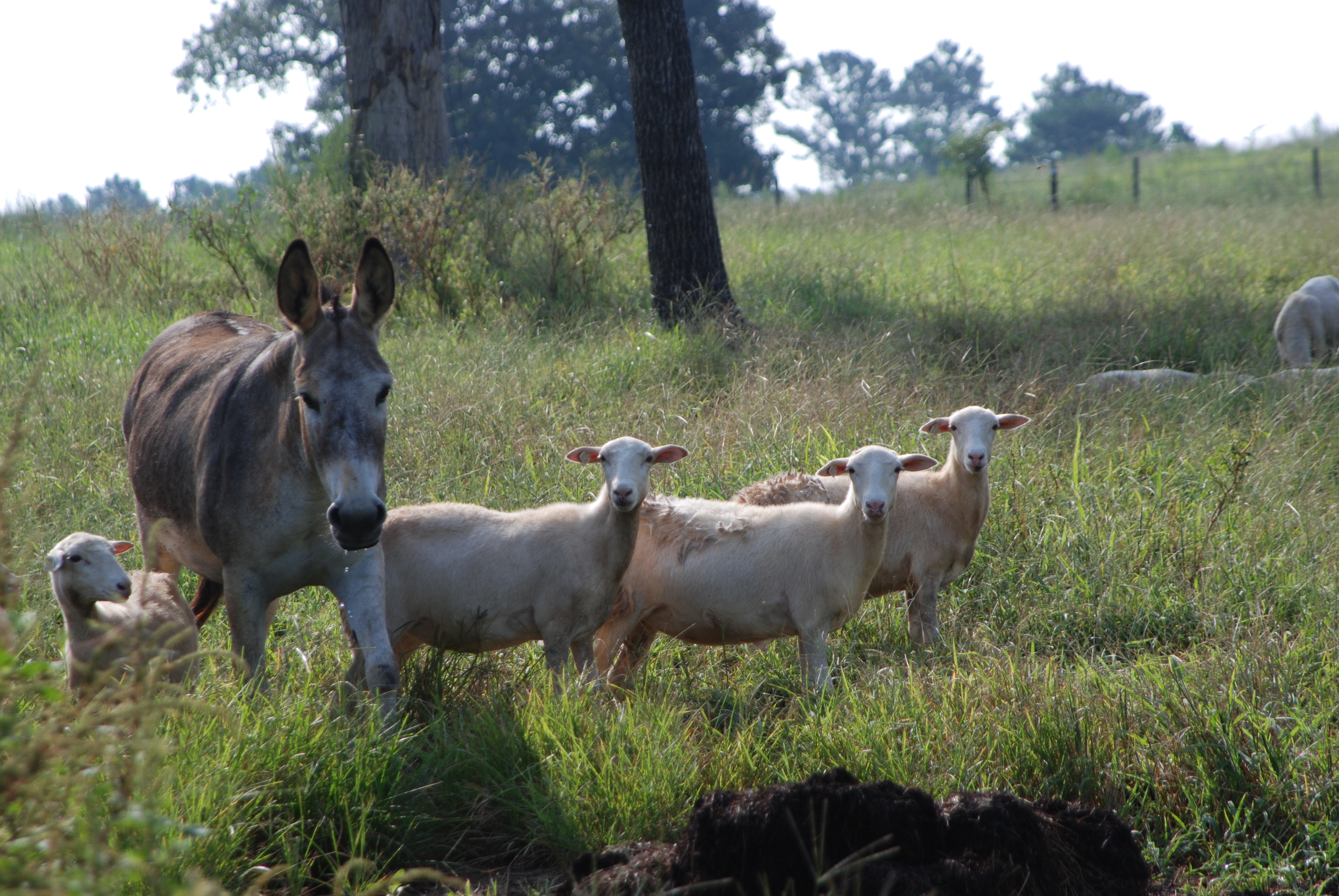 st-croix-sheep-005.jpg