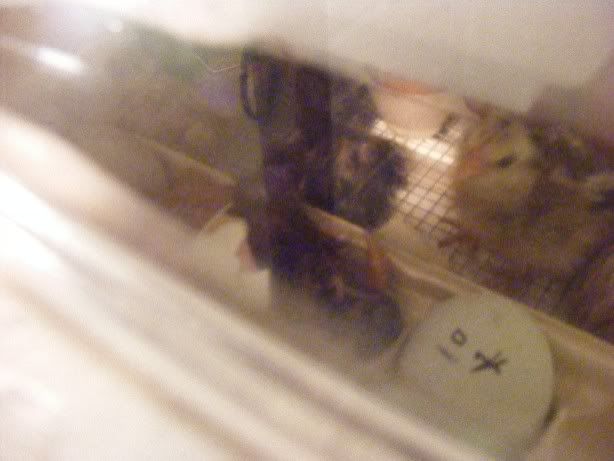 hatching020210006.jpg