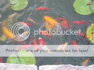 fish002.jpg