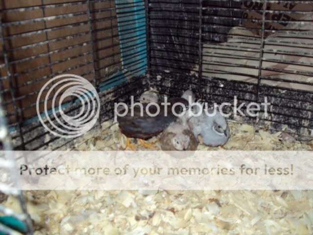 DSC00134.jpg