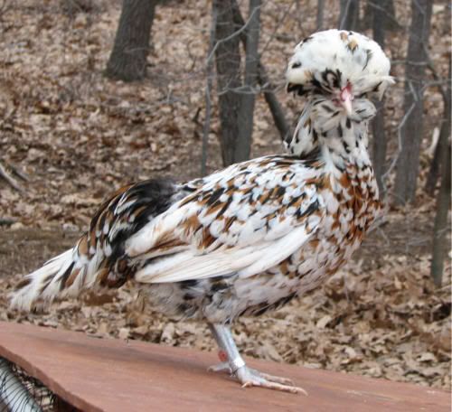 tolbunthen.jpg