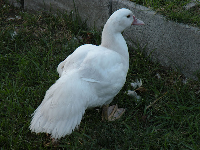 DSCN4452.JPG