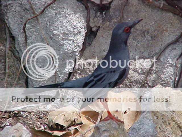 Bird2.jpg