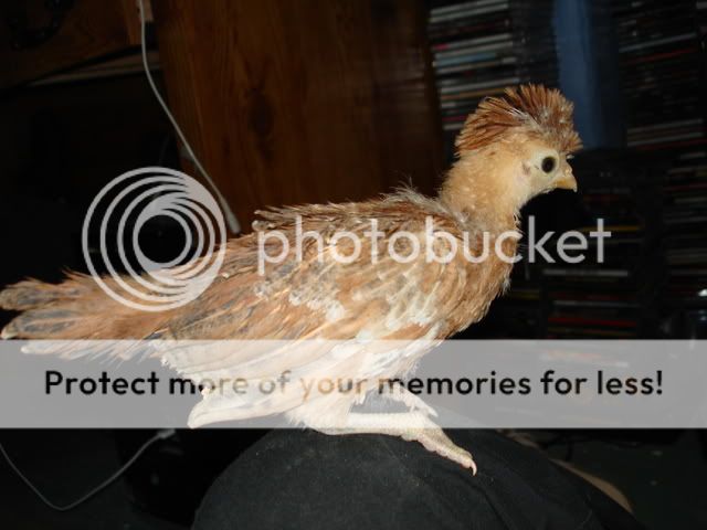 DSC01398.jpg