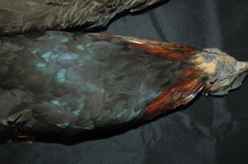 DSC_7205.jpg