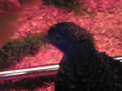 2081493984_7b59f83fb2_m.jpg