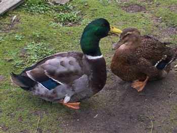rouen_pair.jpg