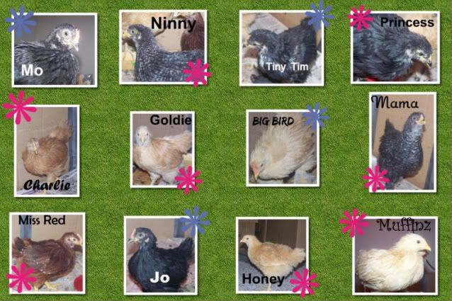 chickens_1.jpg