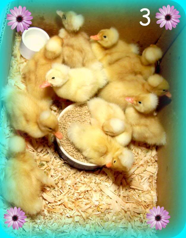 duckies03.jpg