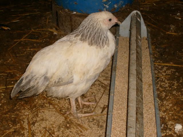 chickies057.jpg