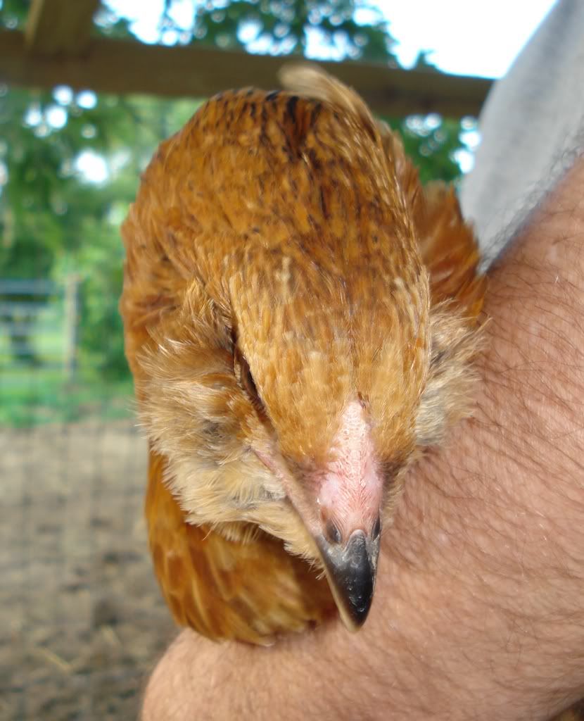 EE1-12wks-head.jpg