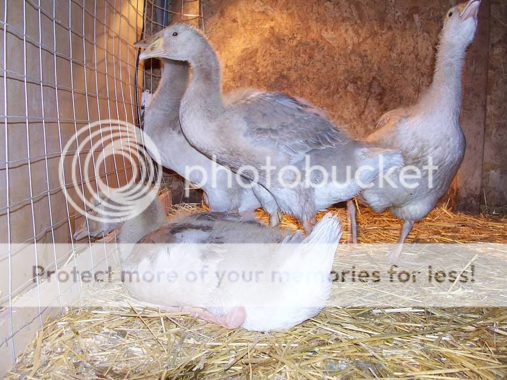 geese5week3.jpg