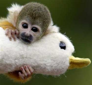 cute-monkey_and_stuff_duck.jpg