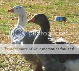 goslings841.jpg