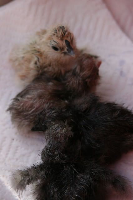 silkiehatch2.jpg
