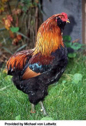 Araucana-Chicken-3.jpg