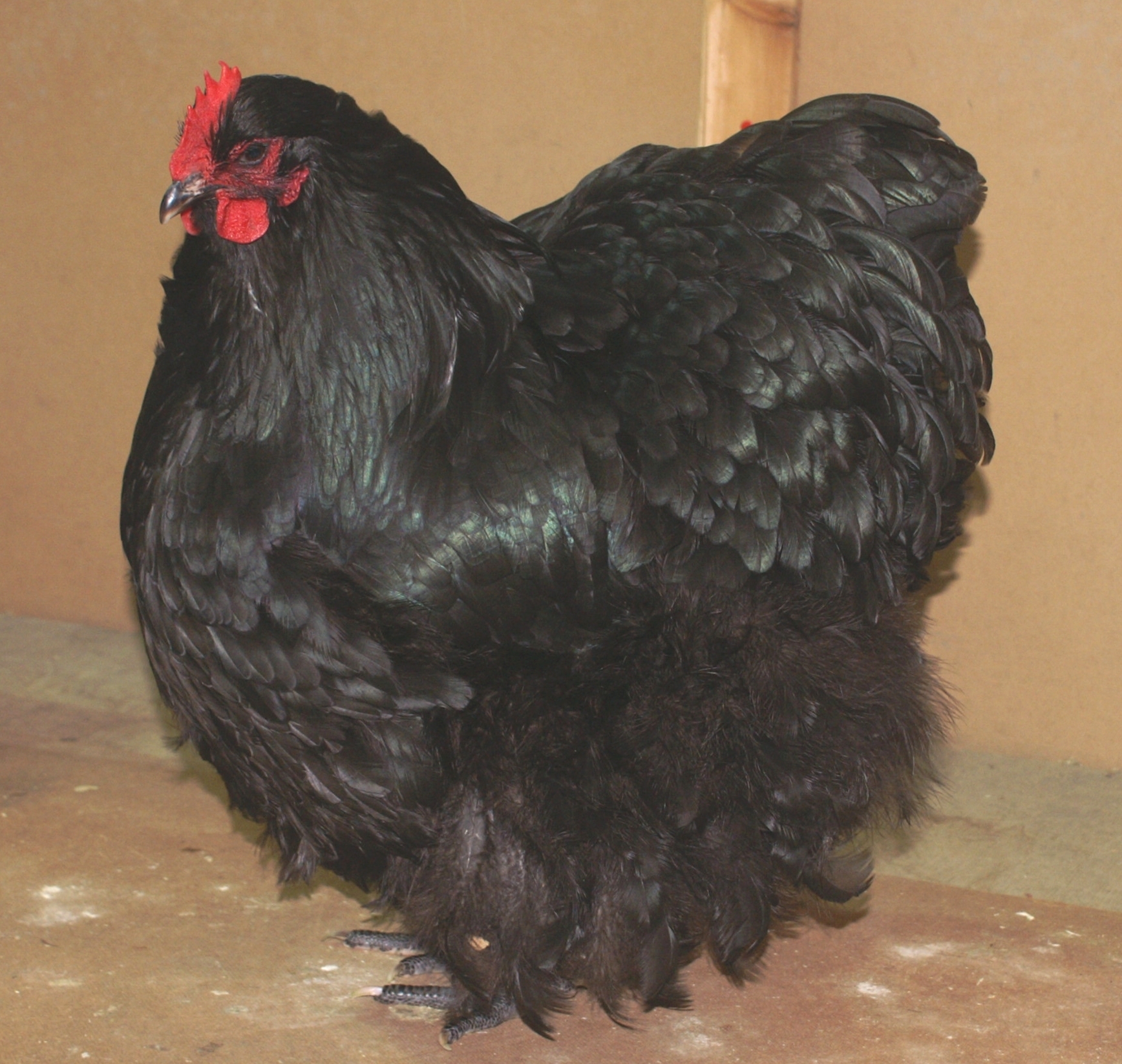 K__A_Chatburns_large_black_female___LDFA_champ.jpg