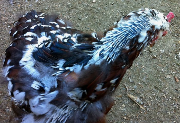 lulu-molt.jpg