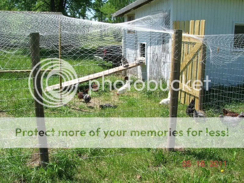 chickens30.jpg