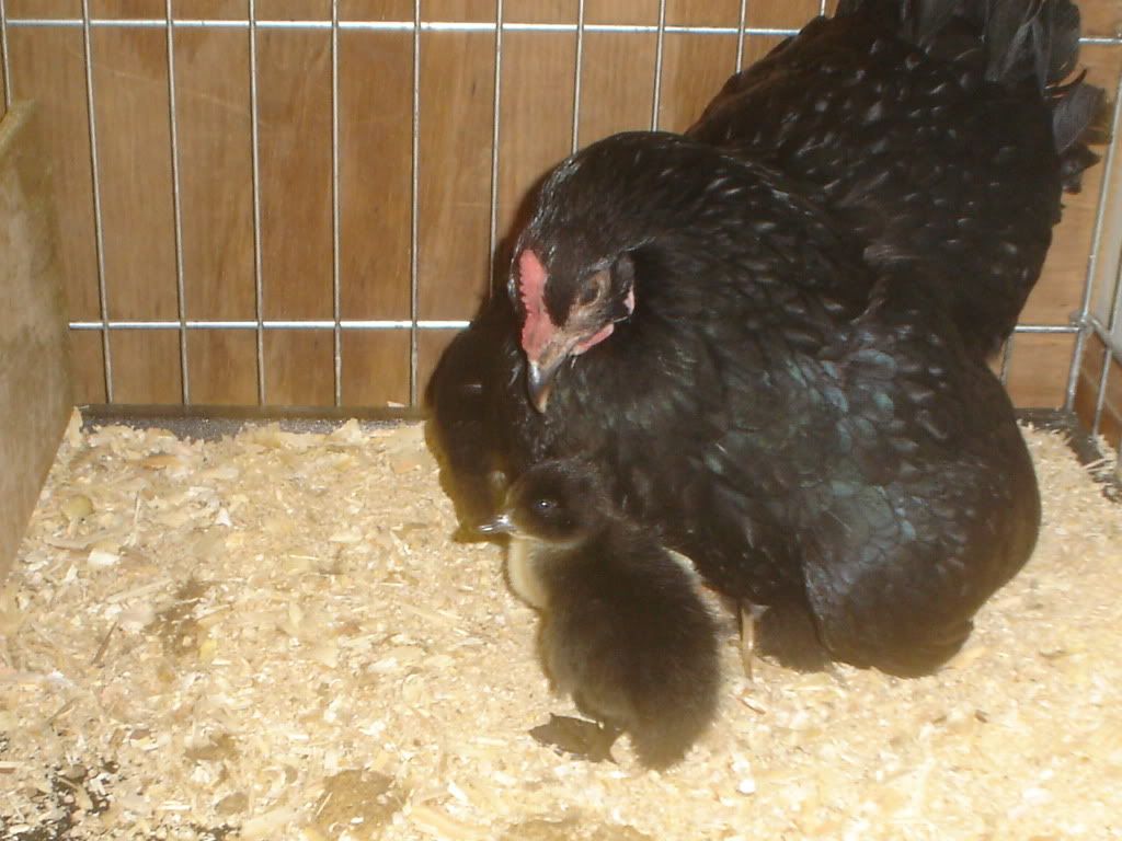 March292010MelandDucks005.jpg