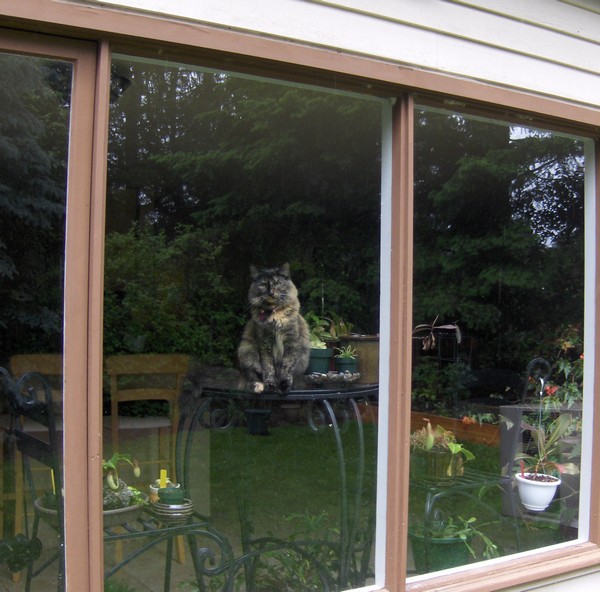 chainsaw-watching.jpg