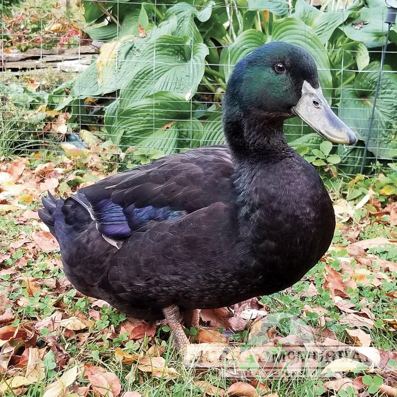 Murray McMurray Hatchery - Cayuga Ducks