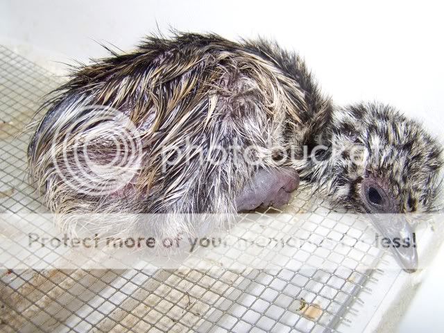 emu013.jpg