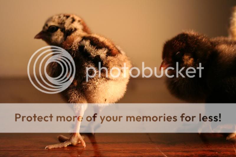 chickssss051.jpg