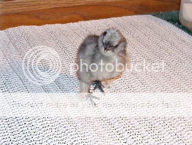 Silkies007.jpg
