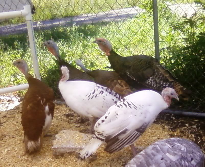 turkeyflock.jpg