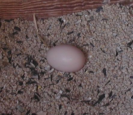 hennypenny7.jpg