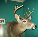 BUCK1.jpg