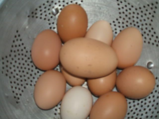 BigEgg3-17-09001.jpg