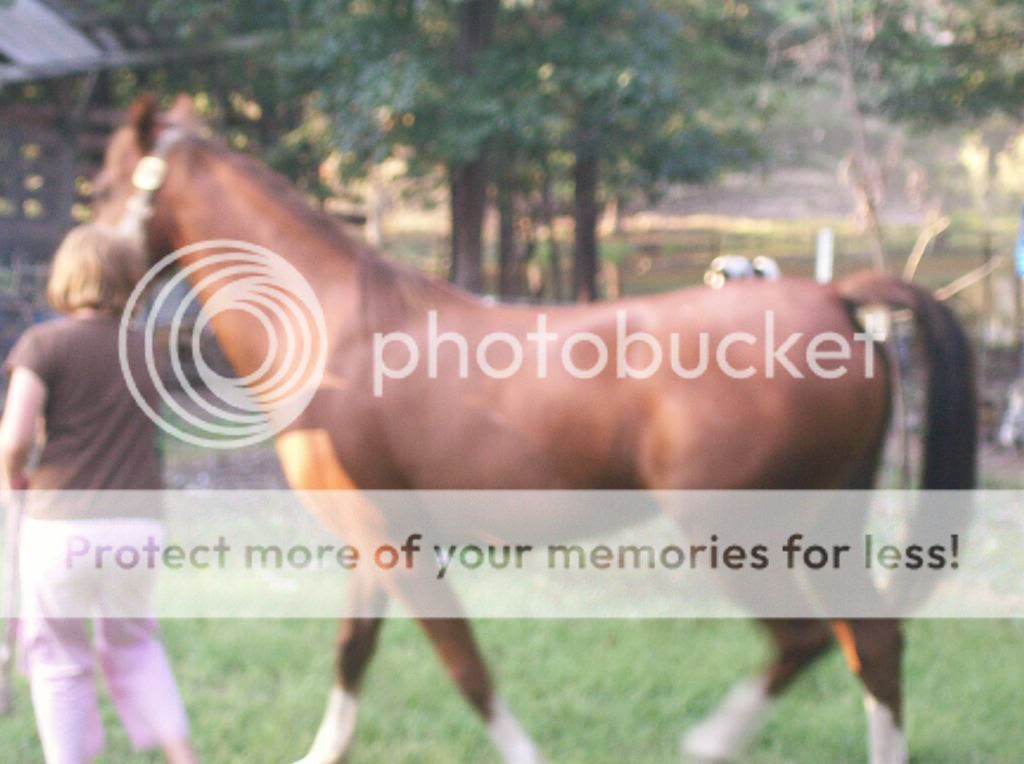 horse.jpg