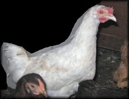 Sally2.jpg