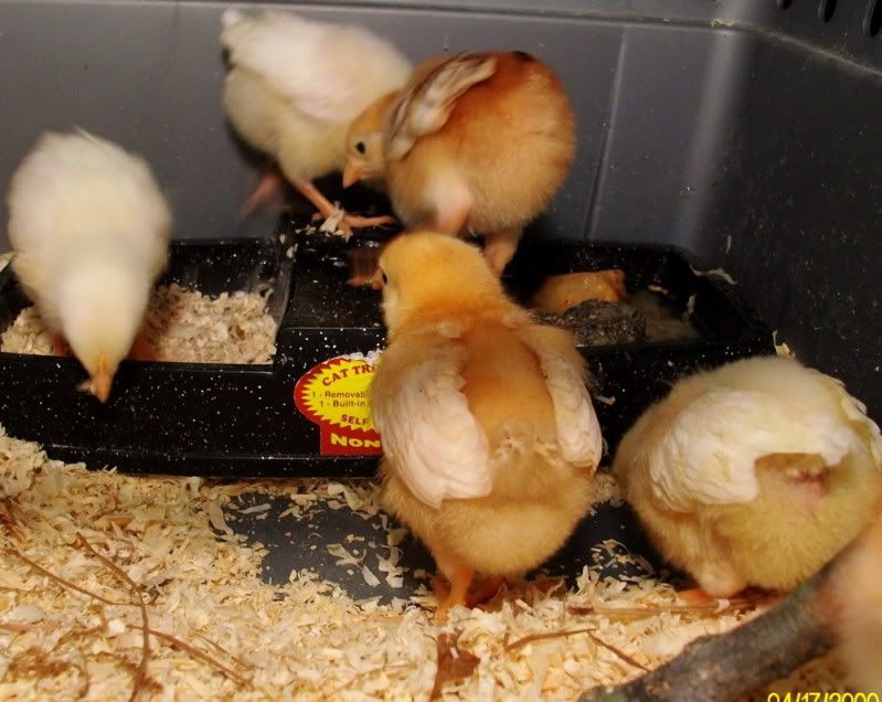 chickensday5005.jpg