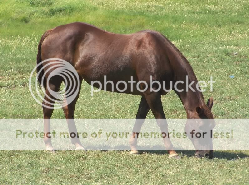 grazing2.jpg
