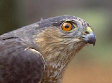HawkSharpShinned01.jpg