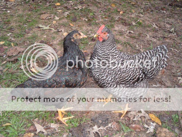 DarkCornishandBarredRockPullets.jpg