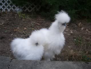 silkies016.jpg