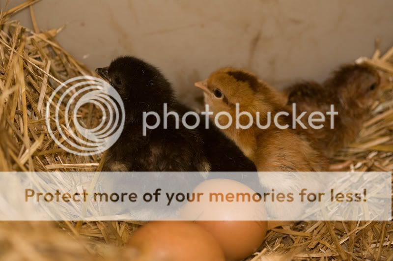 0806babychick003-1.jpg